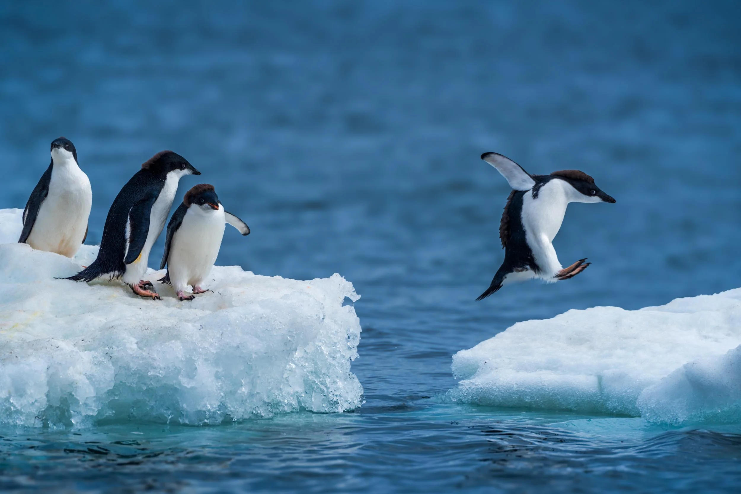 Eddie+the+Penguin.jpg?format=1000w